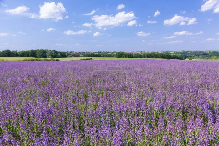 Field with flowering sage (salvia officinalis), cultivation, Freital