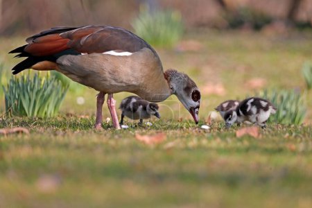 Egyptian goose (Alopochen aegyptiacus), with chicks, eating in a meadow