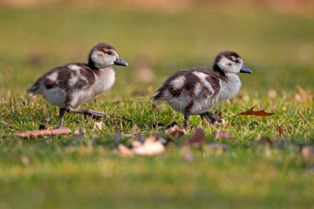 Egyptian geese (Alopochen aegyptiacus), two chicks running in a meadow