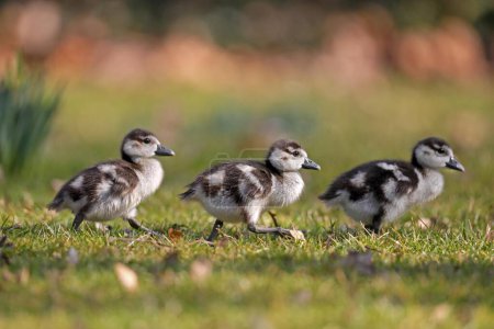 Egyptian geese (Alopochen aegyptiacus), three chicks running in a meadow