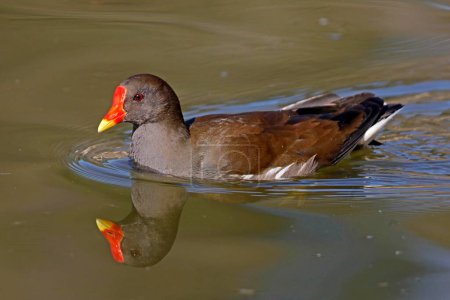 Common moorhen (Gallinula chloropus), floats in a pond, water reflection