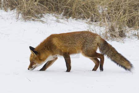 Red fox (Vulpes vulpes) runs in the snow, sniffs