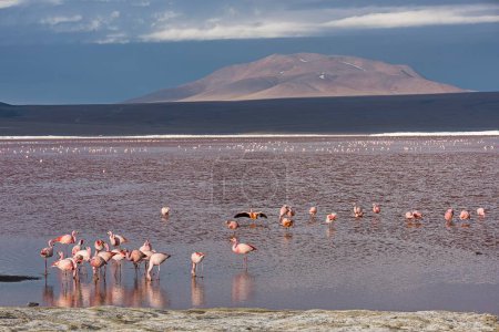 Flamencos andinos (Phoenicoparrus andinus) en la Laguna Colorada