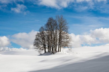 Group of trees in snowy landscape with cloudy sky, Hinterzarten