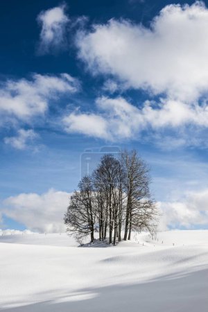 Group of trees in snowy landscape with cloudy sky, Hinterzarten