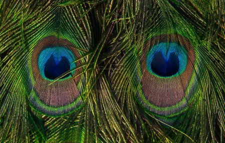 Peacock feathers, peacock eyes, Indian peafowl (Pavo cristatus)