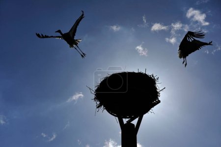 White stork couple (Ciconia ciconia) leave the nest, silhouettes against blue sky, Kuhlrade