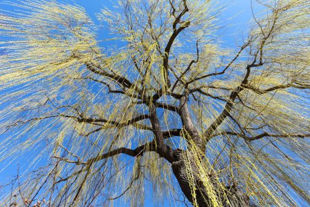 Sauce llorón (Salix) con crecimiento de hojas en primavera, cielo azul
