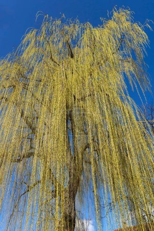 Sauce llorón (Salix) con crecimiento de hojas en primavera, cielo azul