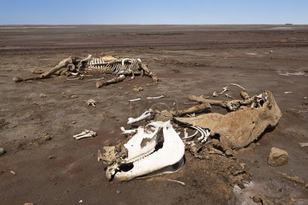 Dead camel, cadaver in the desert at Lake Karum, Danakil desert