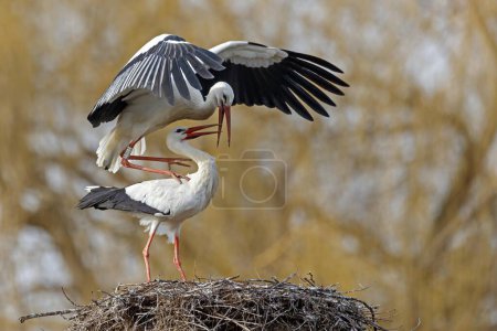 Two White storks (Ciconia ciconia) copulate on their nest, Germany, Europe