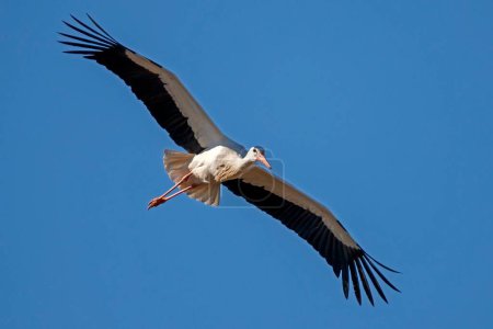 La cigogne blanche (Ciconia ciconia) vole dans le ciel 