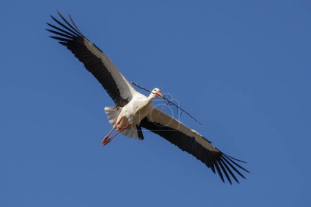 White stork (Ciconia ciconia) flies with nesting material