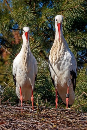 Two White storks (Ciconia ciconia), pair standing side by side in their nest