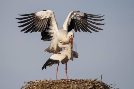 Dos cigüeñas blancas (Ciconia ciconia) copulan en su nido