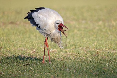 White stork (Ciconia ciconia) foraging in a meadow, captures earthworm