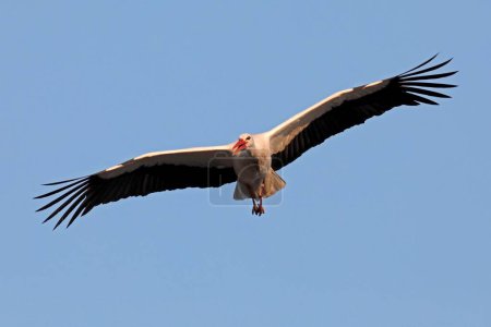 White stork (Ciconia ciconia) flies in the sky 