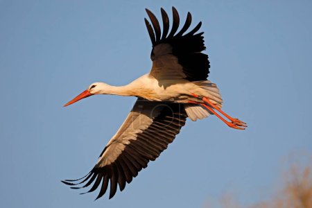 White stork (Ciconia ciconia) flies in the sky 