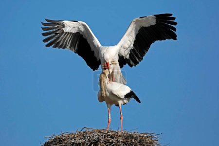 Two White storks (Ciconia ciconia) copulate on their nest