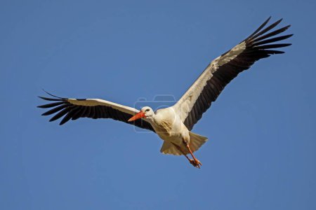 La cigogne blanche (Ciconia ciconia) vole dans le ciel 