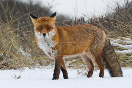 Red fox (Vulpes vulpes) in the snow, direct view, North Holland, Netherlands