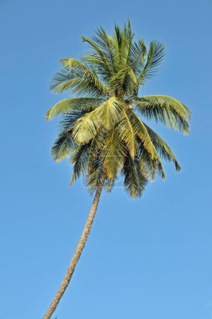 Coconut Palm (Cocos nucifera), Tangalle, Sri Lanka, Ceylan, Asie