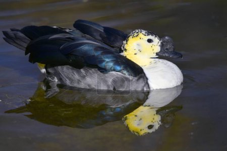 Knob-billed Duck (Sarkidiornis melanotos), floats in water, captive, Germany, Europe