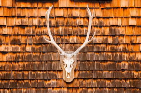 Hunting trophy at a clapboard wall, Berchtesgaden, Bavaria, Germany, Europe