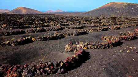 Vignobles avec murs de pierre de lave, méthode sèche, La Geria zone viticole, paysage volcanique, près de Yaiza, Lanzarote, Îles Canaries, Espagne, Europe