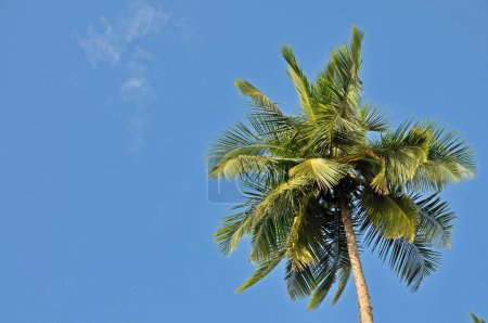 Palma de coco (Cocos nucifera), Tangalle, Sri Lanka, Ceilán, Asia