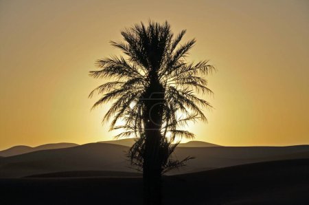 Palm with backlighting at sunset, desert of Erg Chebbi, Morocco, Africa, PublicGround, Africa