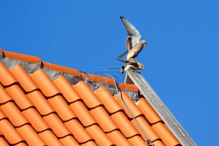 Common kestrels (Falco tinnunculus), pairing on tiled roof, Schleswig-Holstein, Germany, Europe