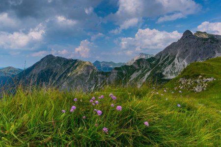Armeria alpina (Armeria alpina) en frente de la cordillera, Alpes Allgaeu, Allgaeu, Baviera, Alemania, Europa