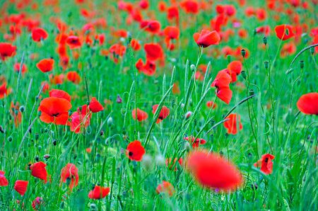 Red poppies (Papaver rhoeas) in a wheat field