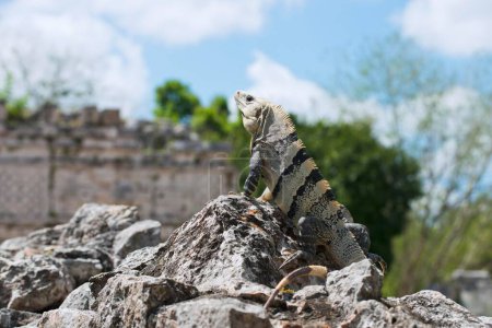 Iguana de cola espinosa negra (Ctenosaura similis), Chichen Itza, Yucatán, México, América Central