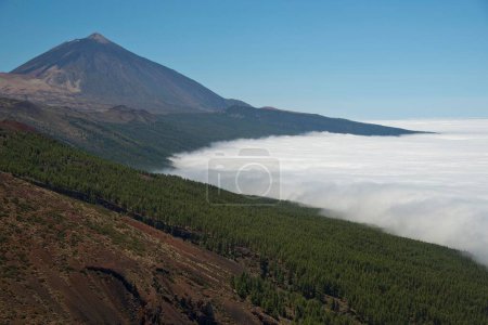 Pine forest, Canary Island Pines (Pinus canariensis), with trade wind clouds, Pico de Teide volcano, 3718m, at the back, Teide National Park, UNESCO World Heritage Site, Tenerife, Canary Islands, Spain, Europe