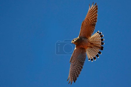 Common Common Kestrel (Falco tinnunculus) gliding, blue sky, Schleswig-Holstein, Germany, Europe