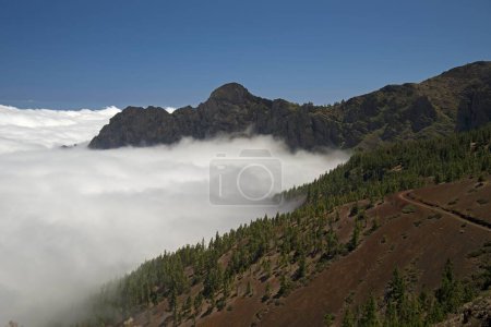 Pine forest, Canary Island Pines (Pinus canariensis), with trade wind clouds, Teide National Park, UNESCO World Heritage Site, Tenerife, Canary Islands, Spain, Europe