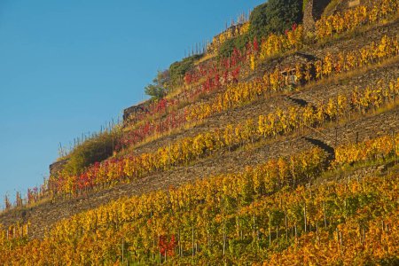 Vineyard in autumn, red wine-growing region of the Pinot Noir and Portuguese grape varieties, Ahr Valley, Eifel, Rhineland-Palatinate, Germany, Europe