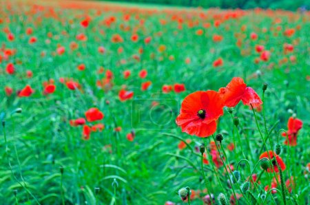 Red poppies (Papaver rhoeas) in a wheat field