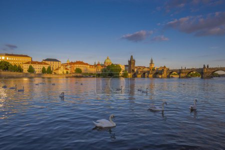 Cygnes Muets (Cygnus olor) sur la rivière Vltava, Pont Charles avec Tour du Pont de la Vieille Ville, Morning Mists, Prague, Bohême, République Tchèque, Europe