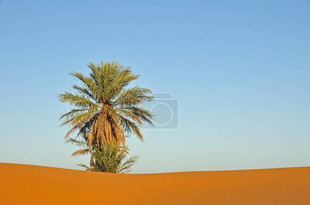 Palm tree in the desert of Erg Chebbi, Morocco, Africa, PublicGround, Africa