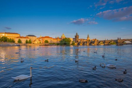 Mute Swans (Cygnus olor) on the Vltava River, Charles Bridge with Old Town Bridge Tower, Morning Mists, Prague, Bohemia, Czech Republic, Europe