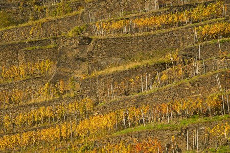 Vineyard in autumn, red wine-growing region of the Pinot Noir and Portuguese grape varieties, Ahr Valley, Eifel, Rhineland-Palatinate, Germany, Europe