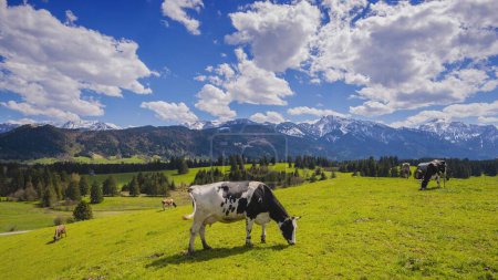 Vacas pastando frente al panorama montañoso, Ostallgaeu, Allgaeu, Baviera, Alemania, Europa