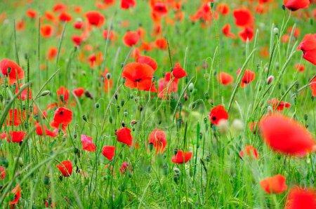 Poppies (Papaver rhoeas) growing in a wheat field, PublicGround