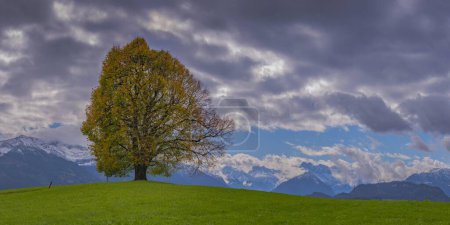 Linden tree (Tilia) with autumn colouring, solitary tree on the Wittelsbacher Hoehe, panoramic view, Illertal, Allgaeu, Bavaria, Germany, Europe