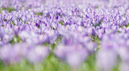 Sea of flowers with purple woodland crocus (Crocus tommasinianus), Lower Austria, Austria, Europe