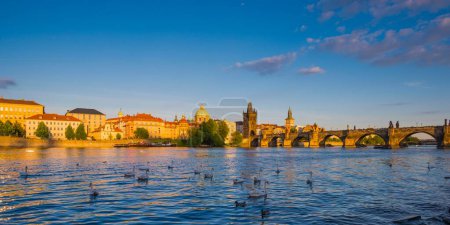 Mute Swans (Cygnus olor) on the Vltava River, Charles Bridge with Old Town Bridge Tower, Morning Mists, Prague, Bohemia, Czech Republic, Europe