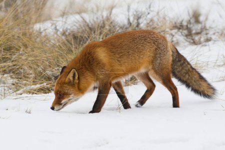Red fox (Vulpes vulpes) sniffing in the snow, North Holland, Netherlands